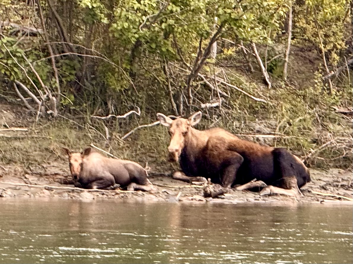 Read more about the article Moose with calf before Five Finger Rapids